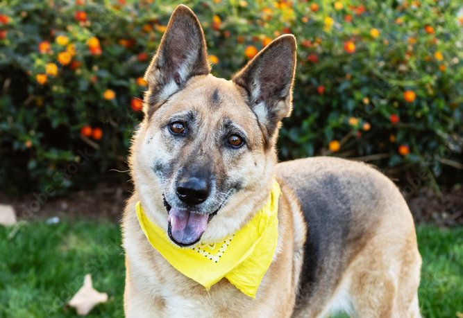 berger allemand foulard jaune