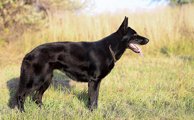 Le Berger Allemand Noir : Élégance ténébreuse et rareté canine