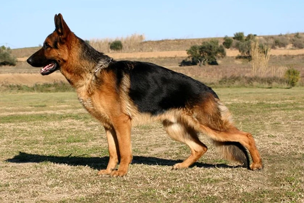 berger-allemand-noir-et-feu