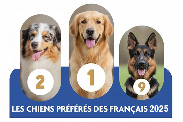 Autrefois au sommet du palmarès des chiens préférés des Français en nombre d'inscriptions LOF, le Berger Allemand a peu à peu cédé sa place.