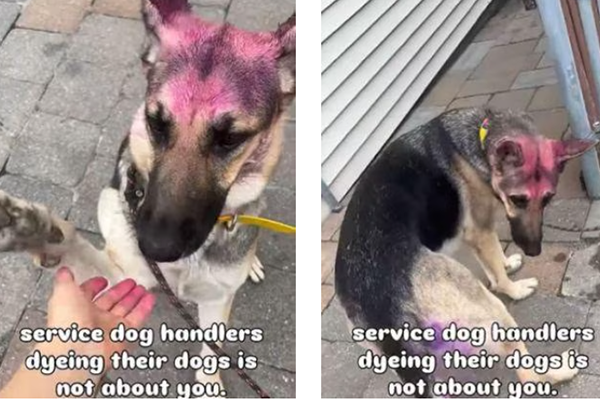 Quand la couleur efface le respect : polémique autour d’un Berger Allemand rose