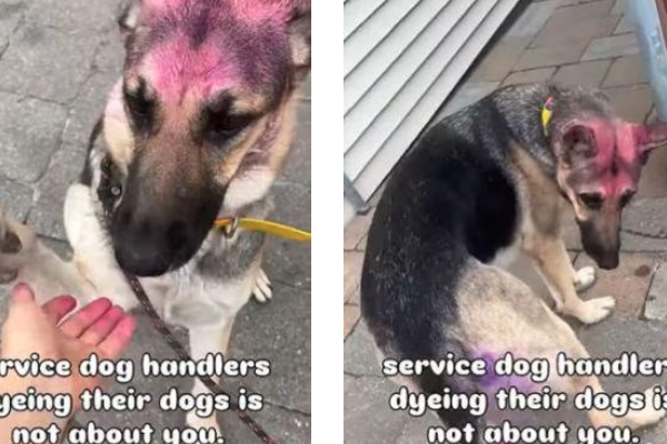 Quand la couleur efface le respect, polémique autour d'un berger allemand rose