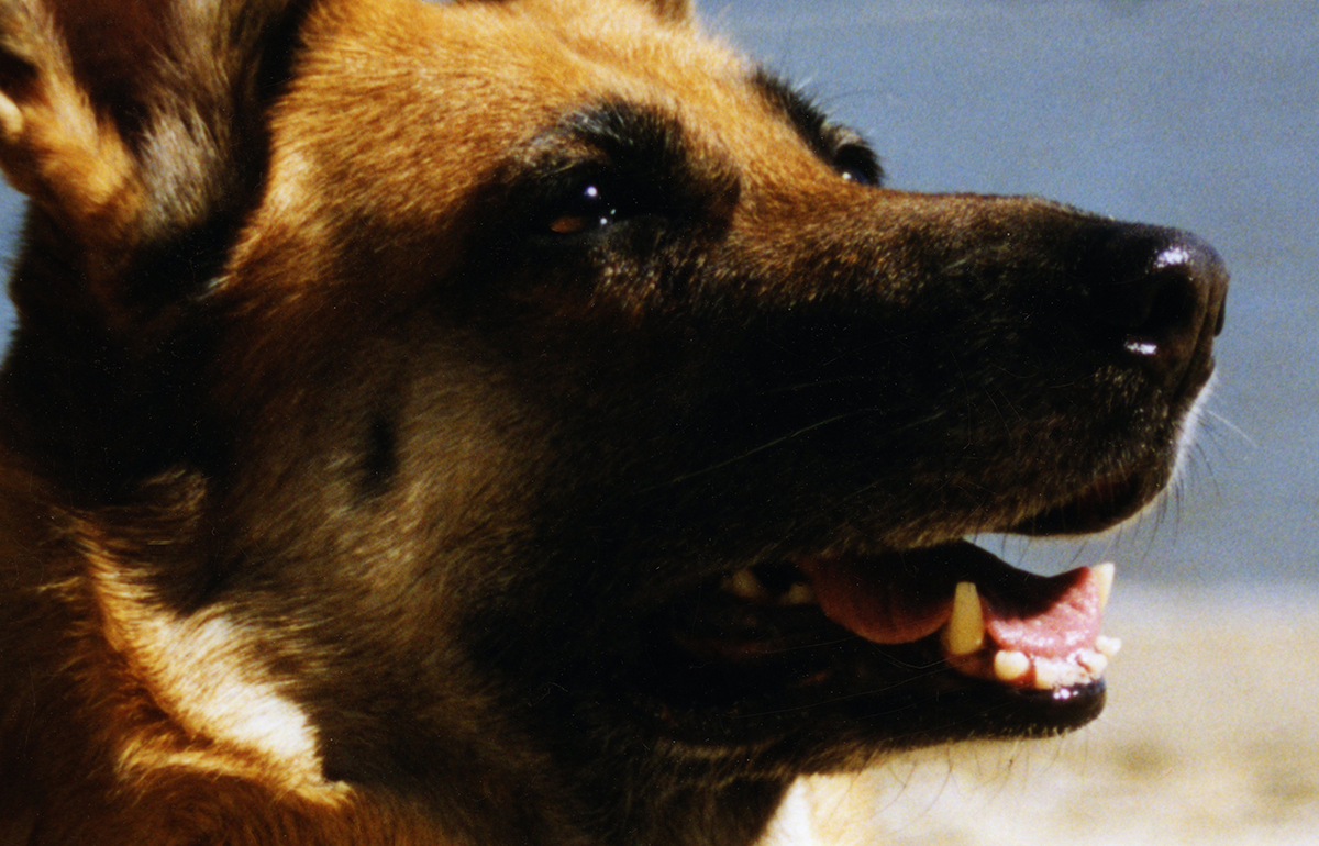 berger allemand truffe flair odorat 01