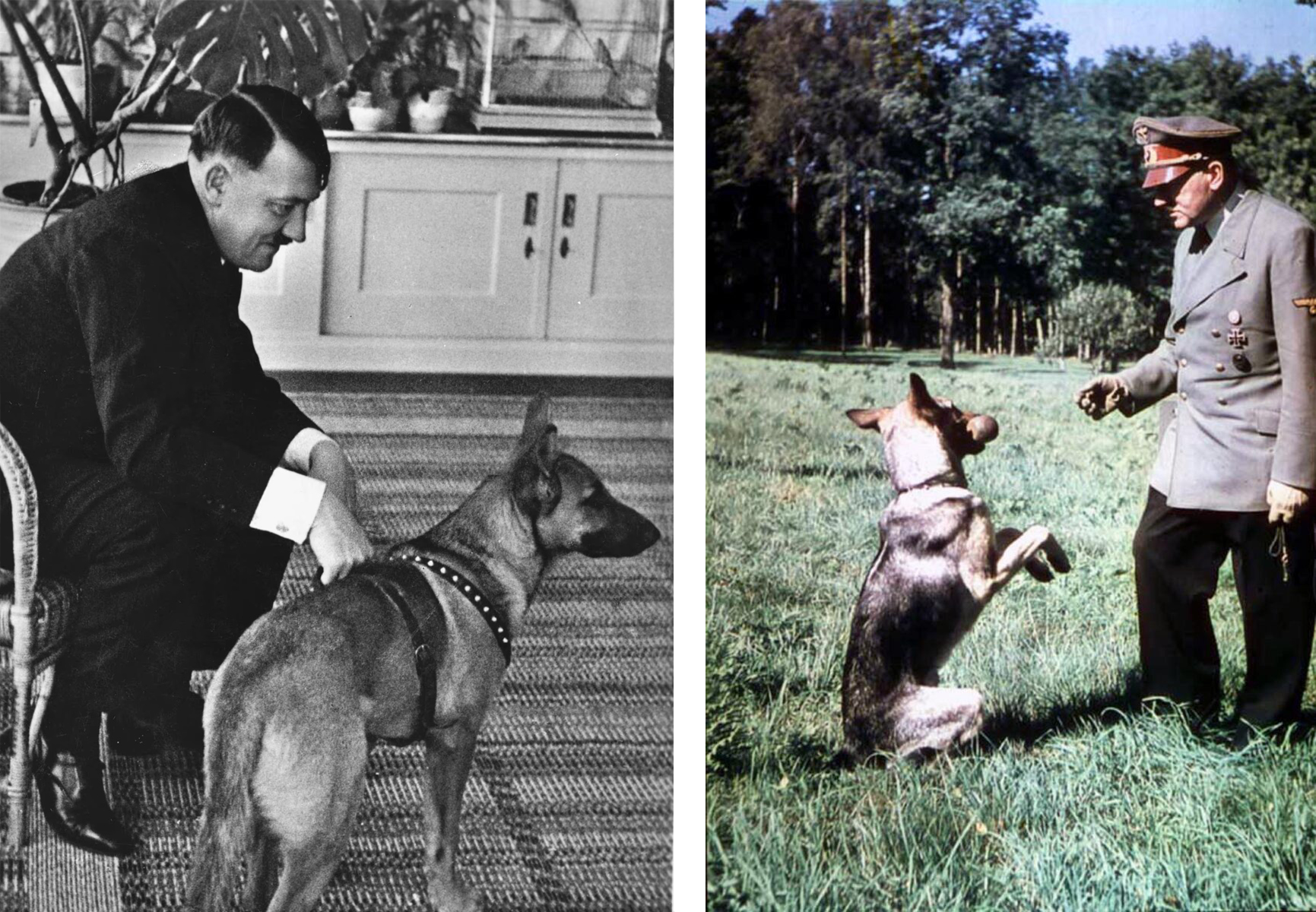 blondi hitler