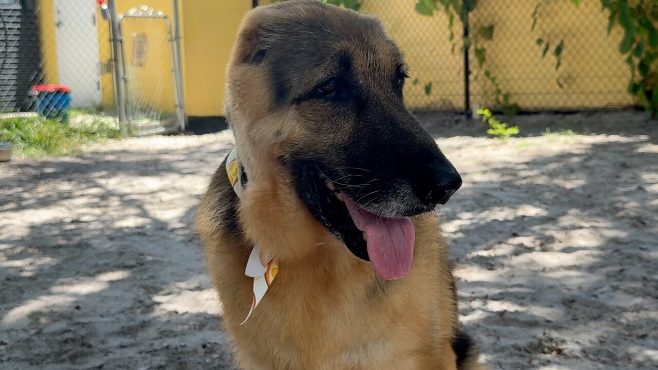 Bruce, le Berger Allemand sans oreilles
