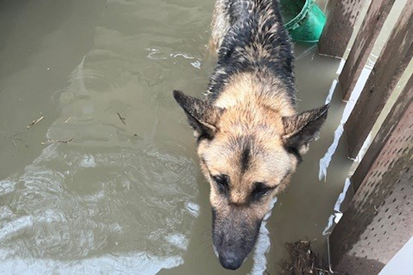 Un berger allemand sauvé in extremis par les autorités.