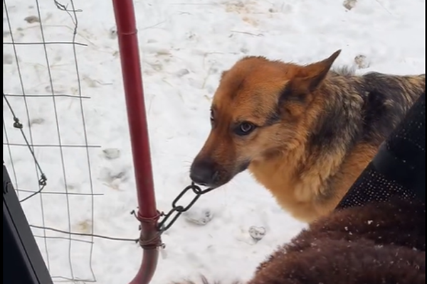 Ce Berger Allemand est le concierge idéal 