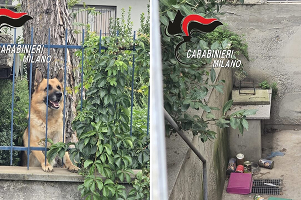 Vacances et cruauté : un chien laissé seul des semaines dans la banlieue de Milan