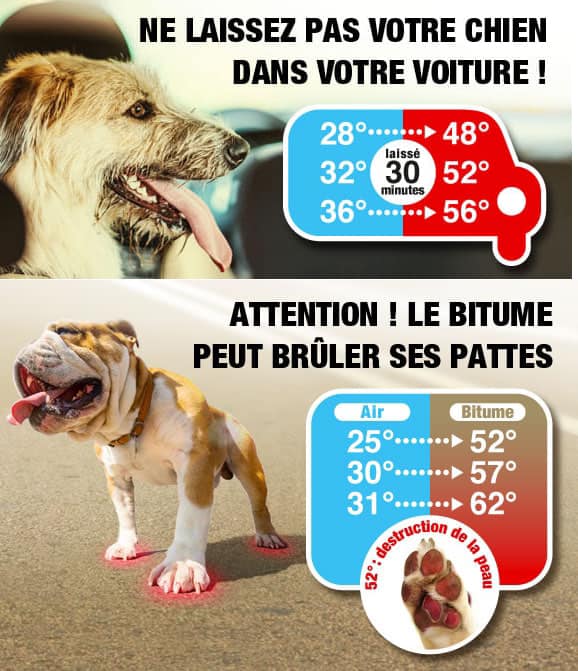 canicule chien
