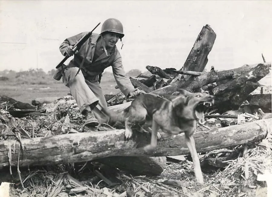 caporal tubby chien berger allemand vietnam