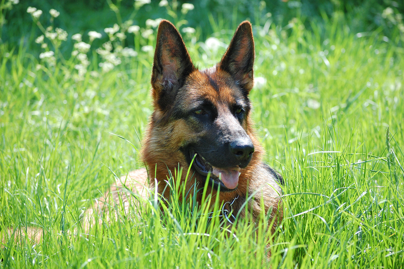 Caractère et tempérament du Berger Allemand