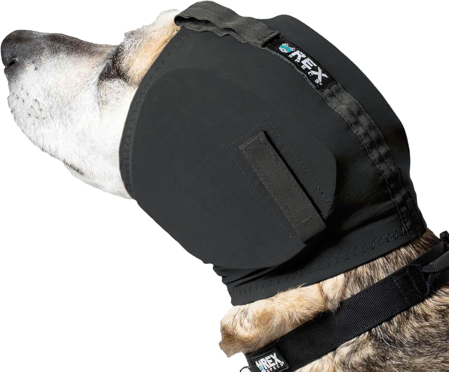 casque antibruit chien