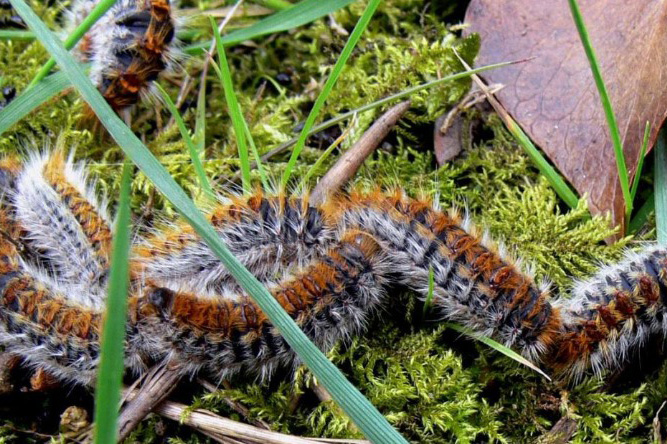 chenilles processionnaires