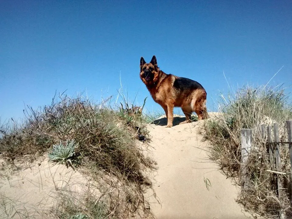 chien a la plage