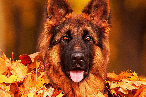 Les dangers de l'automne pour le chien