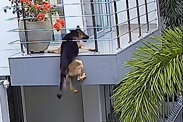 Un Berger Allemand suspendu dans le vide : un rappel aux dangers des balcons non sécurisés