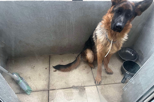 maltraitance chien marseille