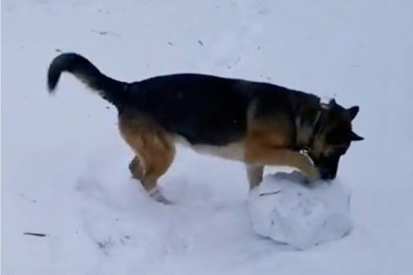 Le berger allemand construit un bonhomme de neige.