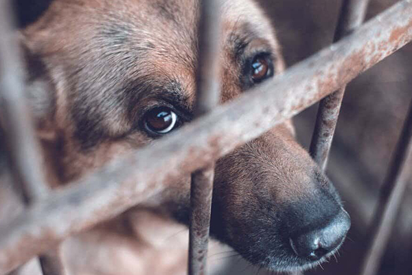 Chien de refuge SPA règle des 333