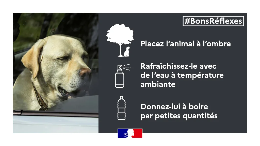 chien enferme voiture soleil