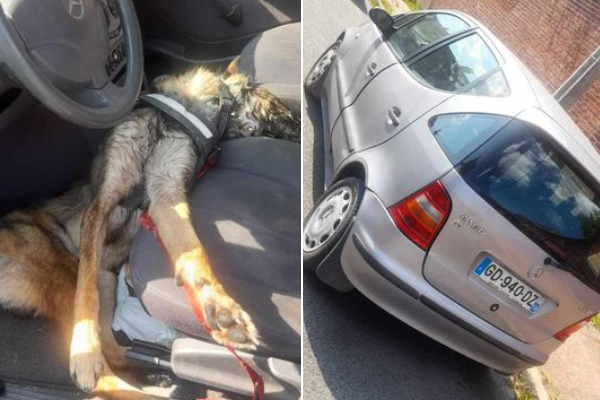 Armentières (Nord). Un chien meurt enfermé en plein soleil dans une voiture.