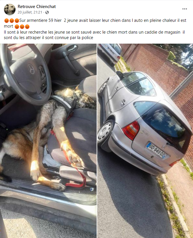 chien mort chaleur voiture. armentiere