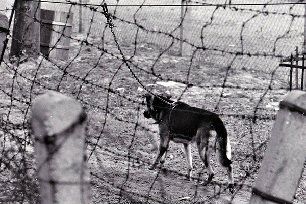 Chien du mur de Berlin