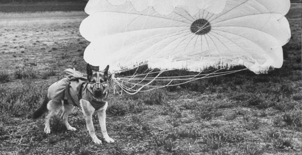 chien parachutiste