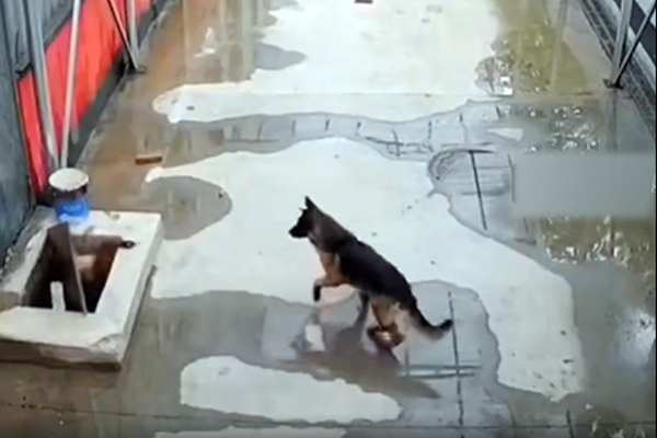 Un berger allemand sauve son frère