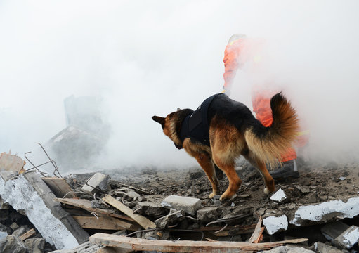 chien seisme 01