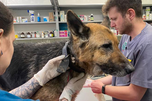 Un refuge en Pologne aide les animaux réfugiés venant d'Ukraine. 