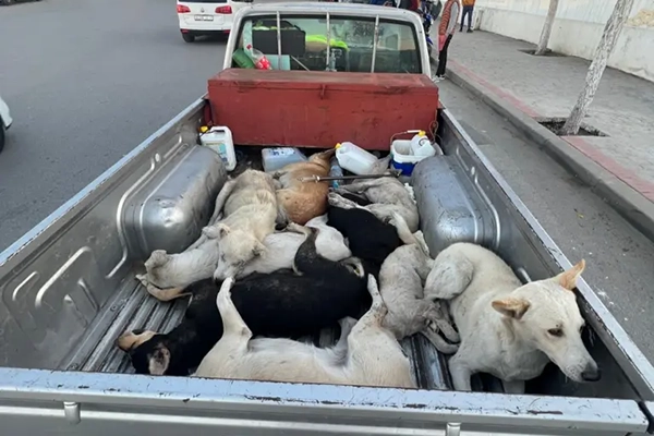 Indignation mondiale face à des accusations de massacre de chiens errants au Maroc avant la Coupe du Monde 2030