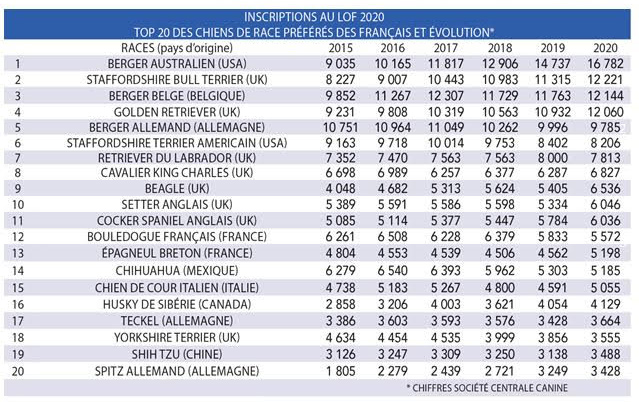 chiens preferes des francais 2020