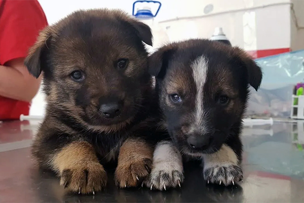 Les chiens de Tchernobyl