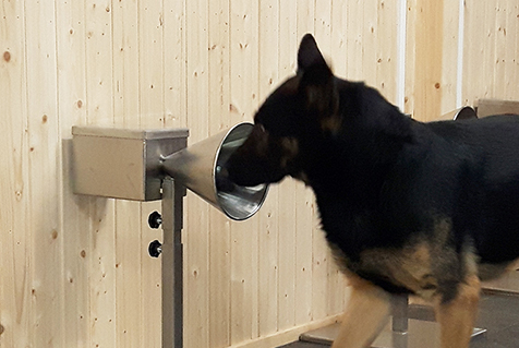 chiens detection covid