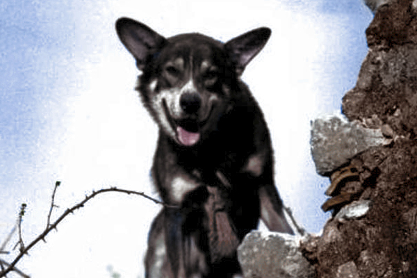 Chips, chien de guerre