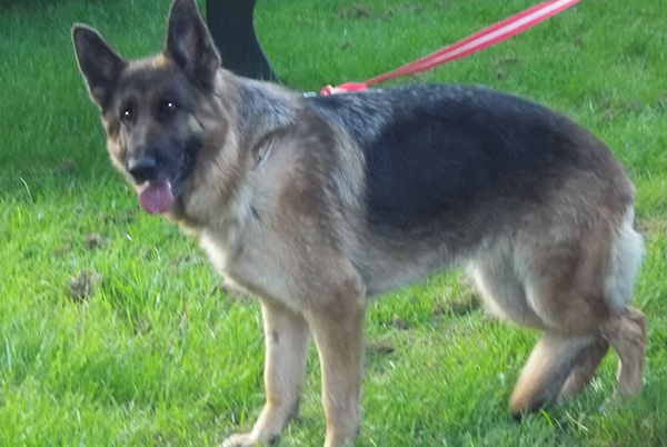 Justice pour Chrystal abattue chez elle