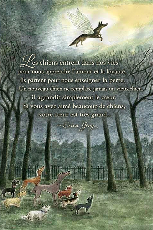 Accueillir un nouveau chien après la perte d’un compagnon