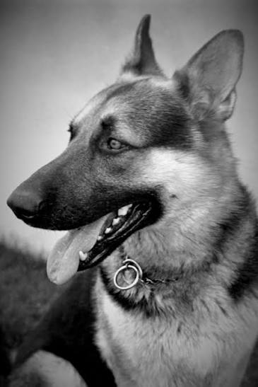 Un ultime hommage rendu à Cloud II, le chien policier héros de l'Ontario, 51 ans après son sacrifice.