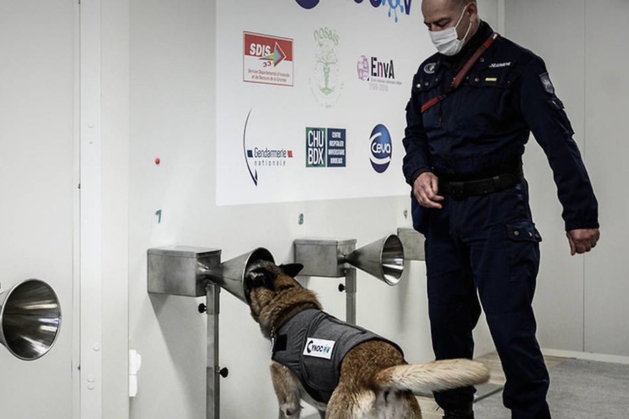 Programme Cynocov interview du Professeur Grandjean