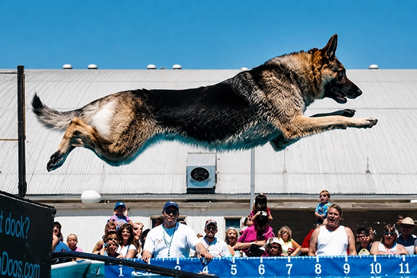 Dock Diving : le spectaculaire plongeon canin qui conquiert les États-Unis… et arrive en France