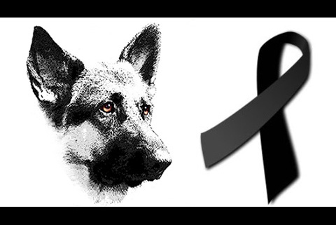 Un berger allemand enfermé dans une véranda à Poitiers retrouvé mort de chaleur