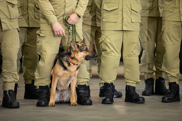 Après le tremblement de terre meurtrier en Turquie et en Syrie les chiens de catastrophes affluent du monde entier.