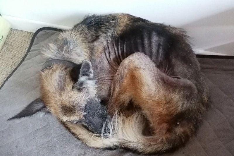 Un berger allemand d’une maigreur extrême secourue à Houilles
