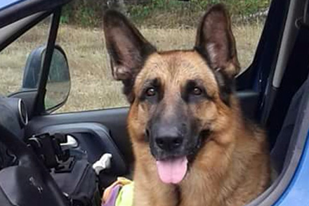 Hommage à Erone, le Chien Gendarme du groupement du Cher