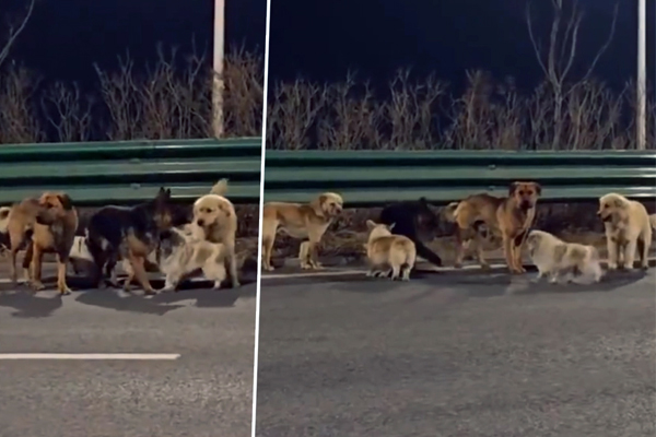 Chine : sept chiens volés s’échappent et parcourent 17 km pour rentrer chez eux