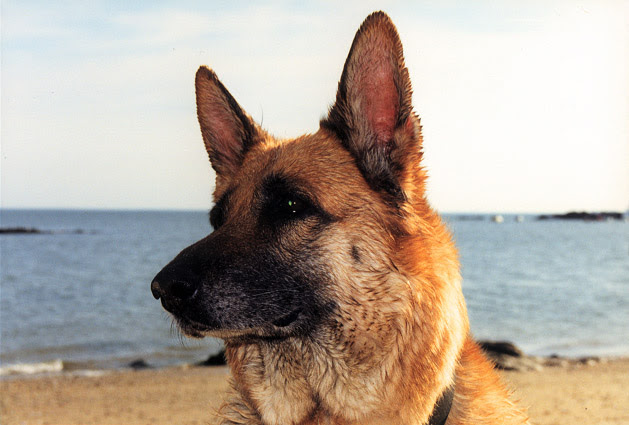 Mon Chien A La Plage Petit Tour D Horizon Des Indispensables Pour Lui Permettre De Profiter Des Joies De La Plage