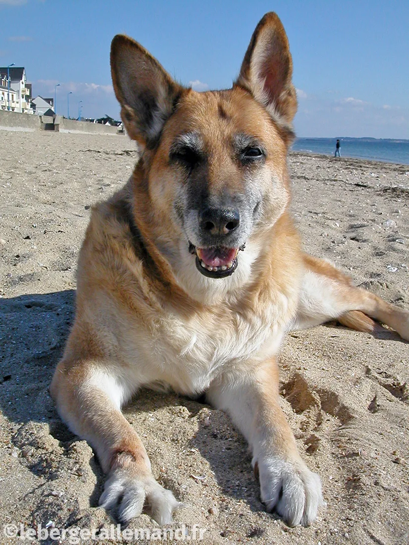 Chien sur la plage de Damgan en Bretagne