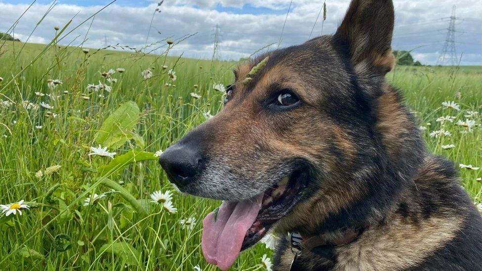 Finn, chien policier héros