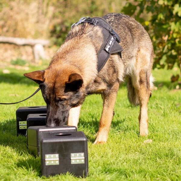 Le flair du chien, une nouvelle arme contre le moustique tigre ?